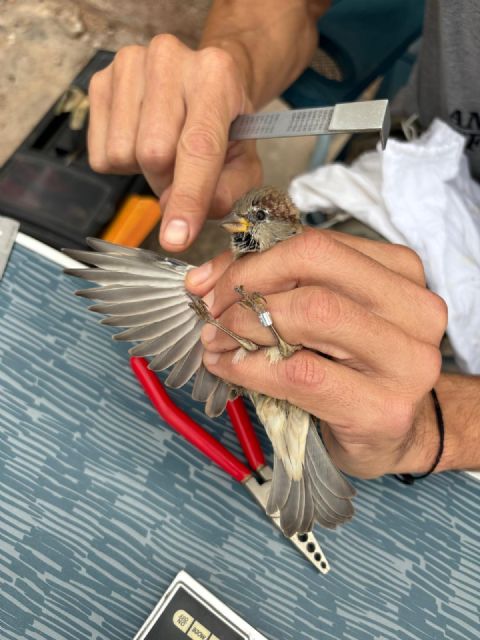 La Autoridad Portuaria de Cartagena impulsa la IV campaña de anillamiento de aves en la Isla de Escombreras para el seguimiento de la biodiversidad - 1, Foto 1