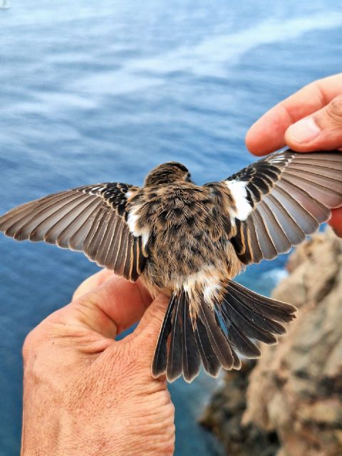 La Autoridad Portuaria de Cartagena impulsa la IV campaña de anillamiento de aves en la Isla de Escombreras para el seguimiento de la biodiversidad - 2, Foto 2