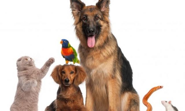 PSOE Puerto Lumbreras exige al PP que actualice la normativa sobre protección de animales de compañía en el municipio - 1, Foto 1