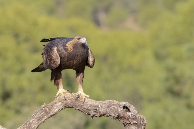 La Comunidad prohíbe el acceso de vehículos a motor en el barranco de Hondares para favorecer la reproducción del águila real - 2, Foto 2