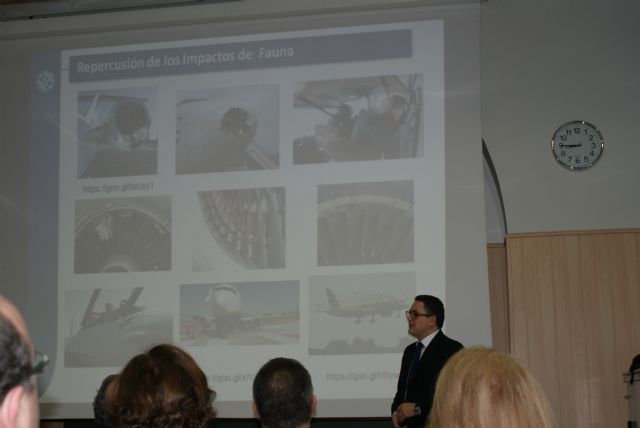 Una tesis de la UPCT indica el punto de hambre que hace más eficaces a las aves rapaces de los aeropuertos - 2, Foto 2