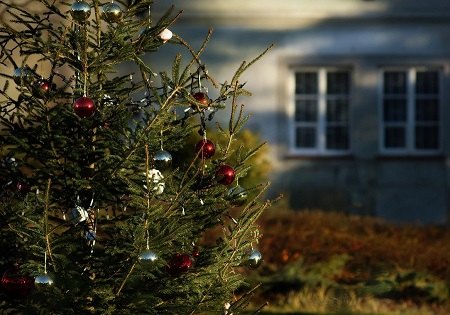 El Ayuntamiento inicia una campaña de recogida de árboles naturales de Navidad - 1, Foto 1