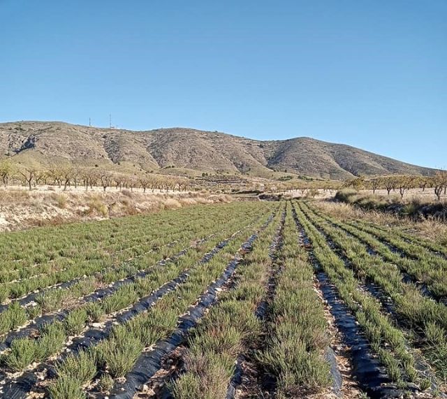 El Ayuntamiento concede una subvención de 10.000 euros a la Asociación de Productores y Transformadores de Plantas Aromáticas de las Tierras Altas de Lorca - 1, Foto 1