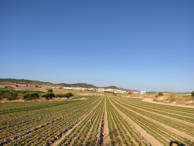 Las superficies de cultivos hortícolas en intensivo en Caravaca han aumentado un 80% en diez años (2011 a 2021) - 2, Foto 2