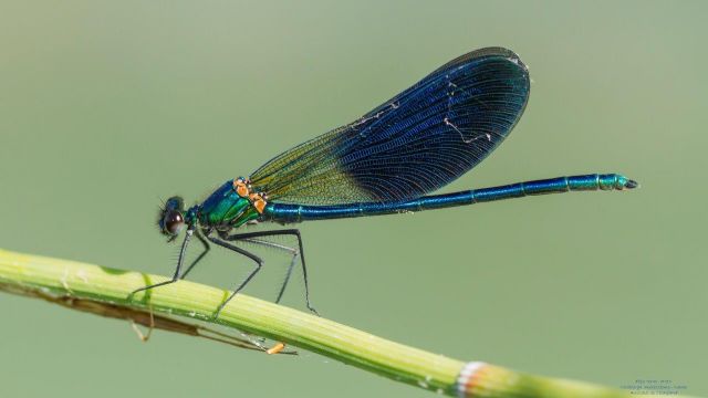 caballito alinegro occidental /Pipa Terrer/ANSE, Foto 2