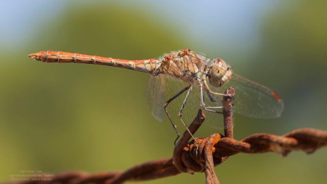 libélula roja pálida /Pipa Terrer/ANSE, Foto 3