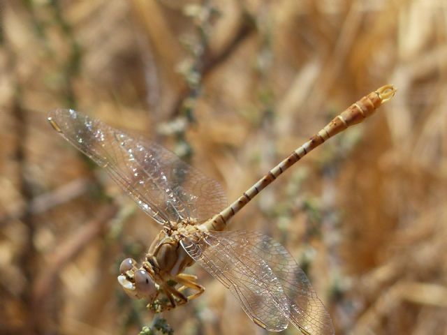 libélula pinzada parda / Ángel Sallent/ANSE, Foto 4