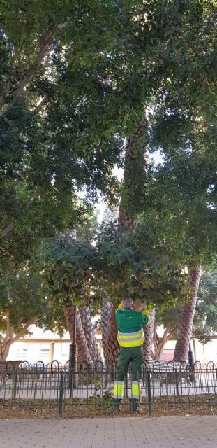 Sermubeniel y el Ayuntamiento de Beniel inician una campaña de mantenimiento de los Ficus del municipio - 1, Foto 1