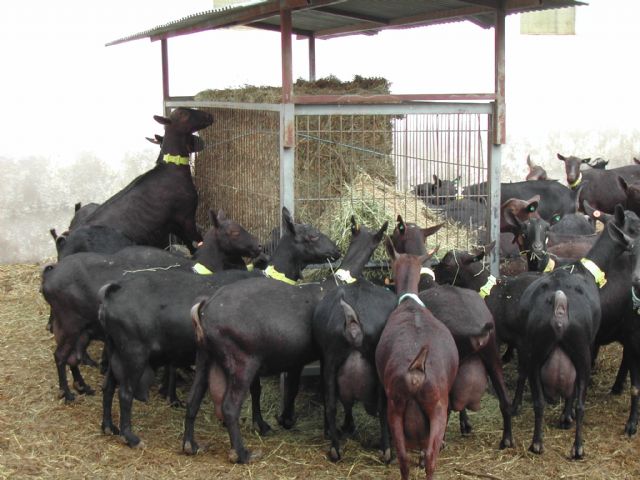 Investigadores de la Universidad de Murcia asesoran al Ministerio de Agricultura, Pesca y Alimentación en el control de enfermedades del sector ganadero - 2, Foto 2