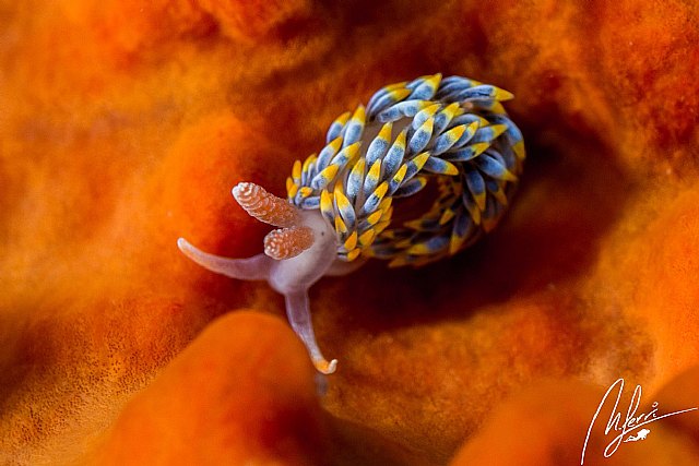 Brave Divers, la primera plataforma online para buceadores - 1, Foto 1