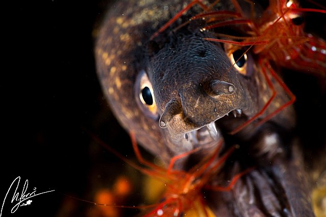 Brave Divers, la primera plataforma online para buceadores - 3, Foto 3