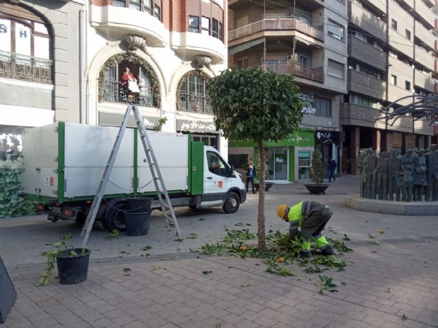 El Ayuntamiento realiza podas de formación para garantizar la seguridad de los vecinos y embellecer las zonas verdes del municipio - 2, Foto 2