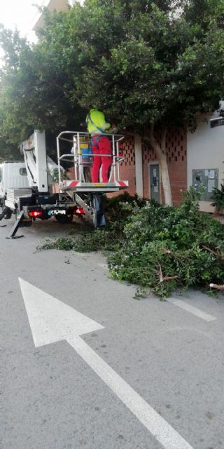 El Ayuntamiento realiza podas de formación para garantizar la seguridad de los vecinos y embellecer las zonas verdes del municipio - 3, Foto 3