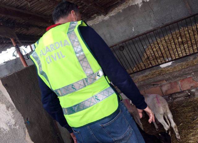 La Guardia Civil recupera una decena de corderos sustraídos en la provincia de Almería - 2, Foto 2