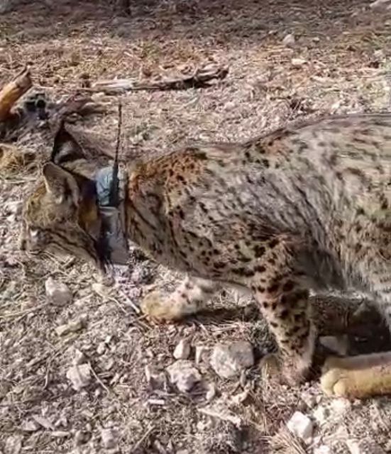 Liberado el cuarto lince ibérico llamado 'Tejo' en la Región de Murcia - 1, Foto 1