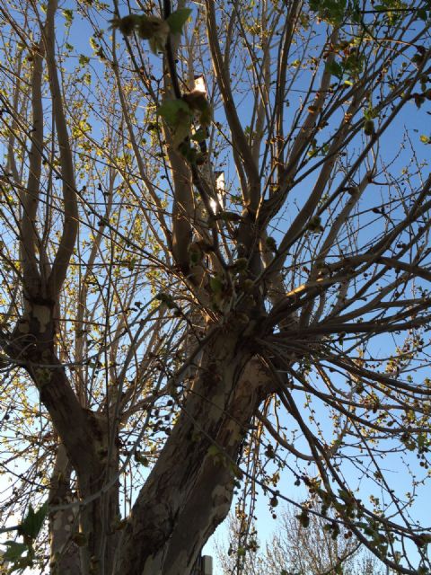 El PSOE denuncia que la desidia se está apoderando de las instalaciones deportivas de La Hoya por la dejadez del PP - 3, Foto 3