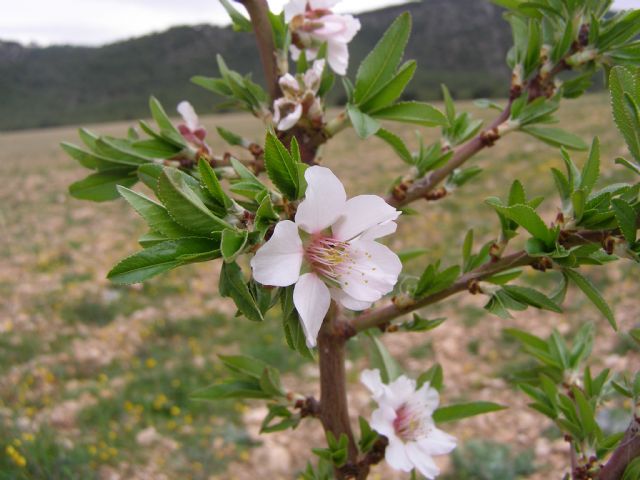 Agricultura desarrolla un proyecto sobre variedades de almendro de floración tardía en la Comarca del Altiplano - 1, Foto 1