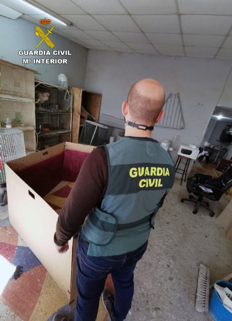 La Guardia Civil desmantela en Cartagena un tentadero ilegal dedicado a peleas de gallos - 2, Foto 2