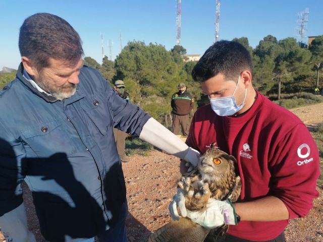 La Comunidad libera un búho real tras su rehabilitación durante tres meses en el Centro de Recuperación de Fauna - 1, Foto 1