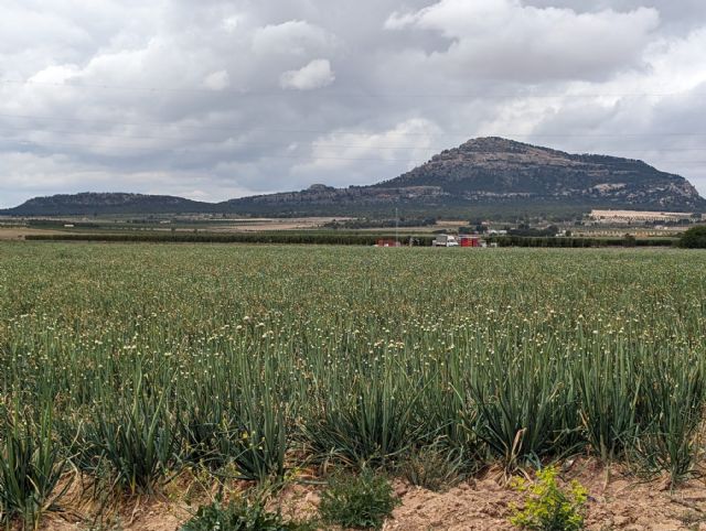 Cultivar para tirar: miles de kilos de calçots en Yecla para triturar - 2, Foto 2