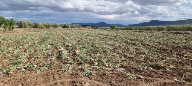 Cultivar para tirar: miles de kilos de calçots en Yecla para triturar - 3, Foto 3