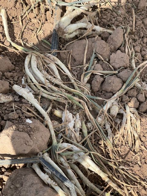 Cultivar para tirar: miles de kilos de calçots en Yecla para triturar - 5, Foto 5