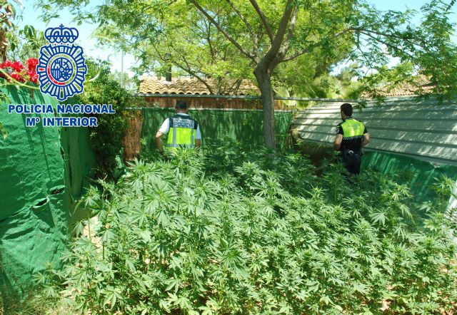 Desmantelada plantación y secadero  de marihuana en la ciudad de Lorca - 1, Foto 1