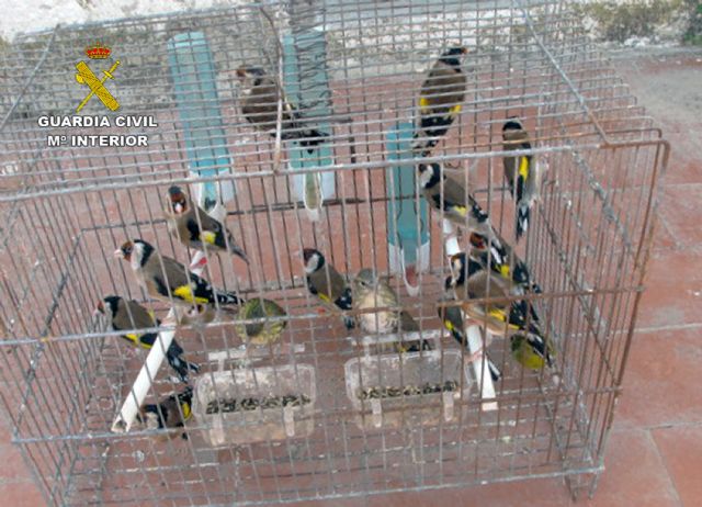 La Guardia Civil decomisa 17 aves fringílidas en cautividad en un domicilio de Lorca - 2, Foto 2