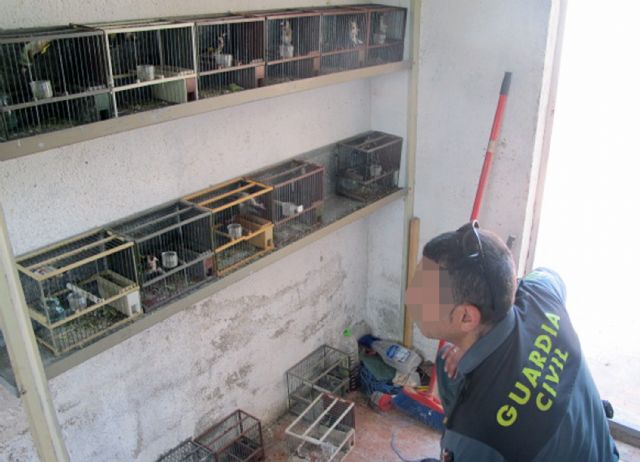 La Guardia Civil decomisa 17 aves fringílidas en cautividad en un domicilio de Lorca - 3, Foto 3