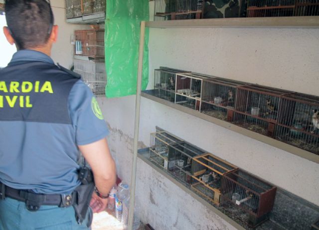 La Guardia Civil decomisa 17 aves fringílidas en cautividad en un domicilio de Lorca - 4, Foto 4