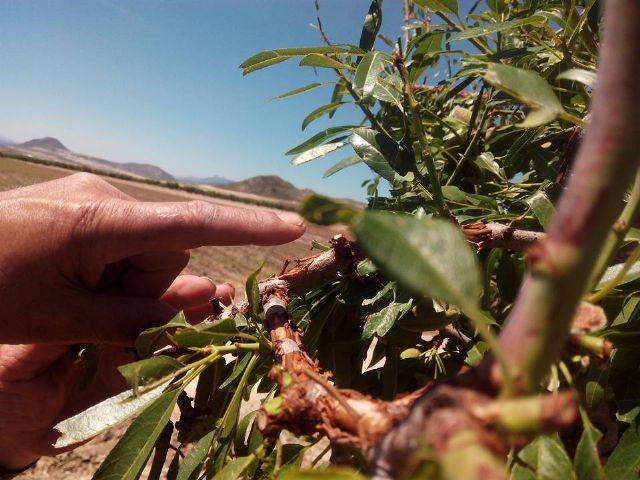 IU-Verdes pide al Alcalde que aproveche su condición de senador para solicitar una nueva regulación de los seguros agrarios - 1, Foto 1