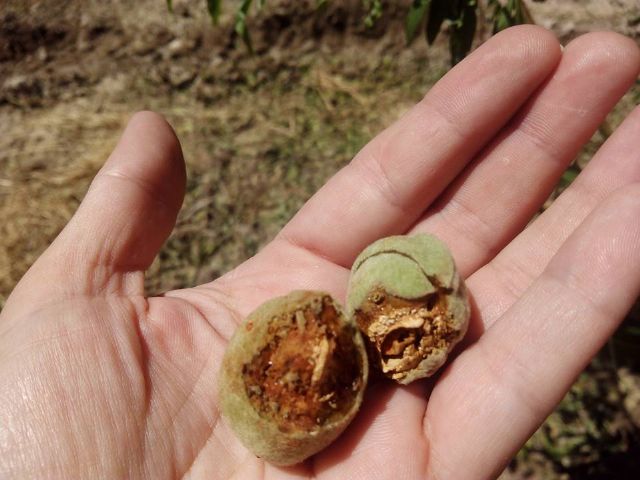 IU-Verdes pide al Alcalde que aproveche su condición de senador para solicitar una nueva regulación de los seguros agrarios - 2, Foto 2