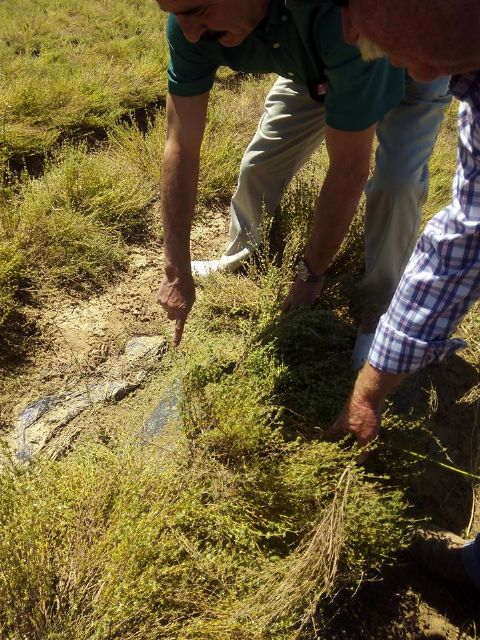 IU-Verdes pide al Alcalde que aproveche su condición de senador para solicitar una nueva regulación de los seguros agrarios - 3, Foto 3