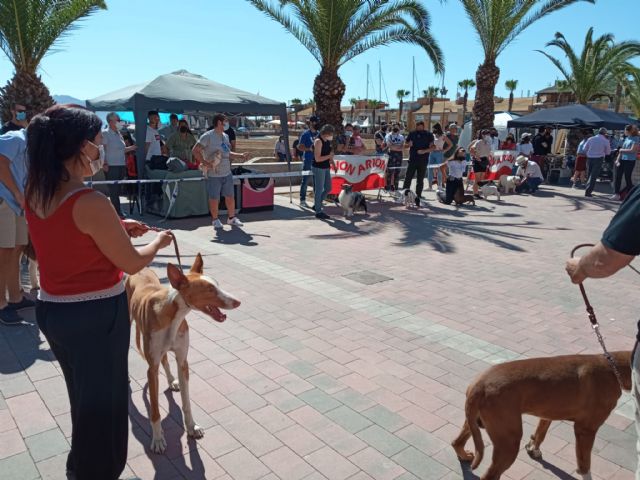 La bobtail Valentina ha sido la campeona absoluta del IX concurso canino de Puerto de Mazarrón - 3, Foto 3