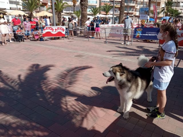 La bobtail Valentina ha sido la campeona absoluta del IX concurso canino de Puerto de Mazarrón - 4, Foto 4
