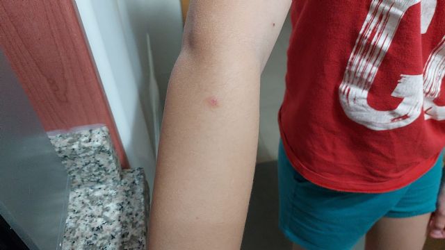 El PP propone que se incremente el número de fumigaciones ante los continuos problemas generados por nubes de insectos en todo el municipio - 4, Foto 4