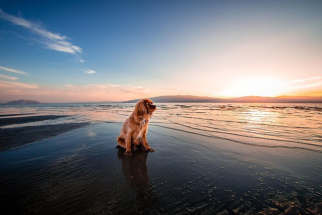DeMascotas recuerda la importancia de cuidar a los animales durante las vacaciones - 1, Foto 1