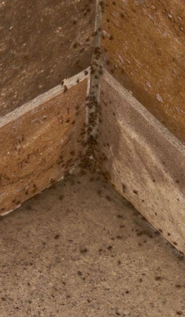 MC: Chinches, garrapatas e insectos invaden calles y viviendas en La Palma - 1, Foto 1