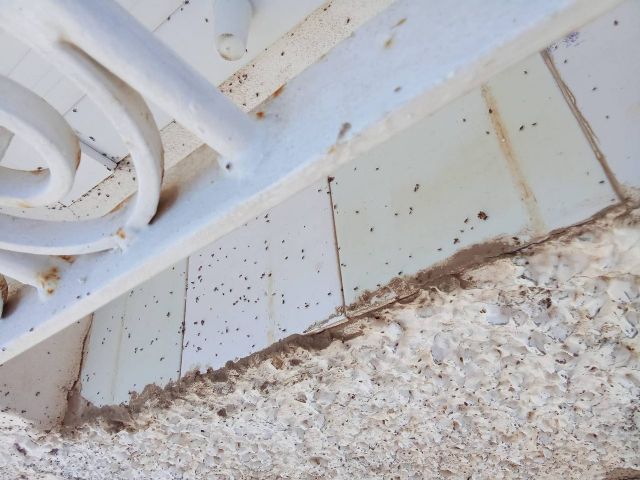 MC: Chinches, garrapatas e insectos invaden calles y viviendas en La Palma - 2, Foto 2