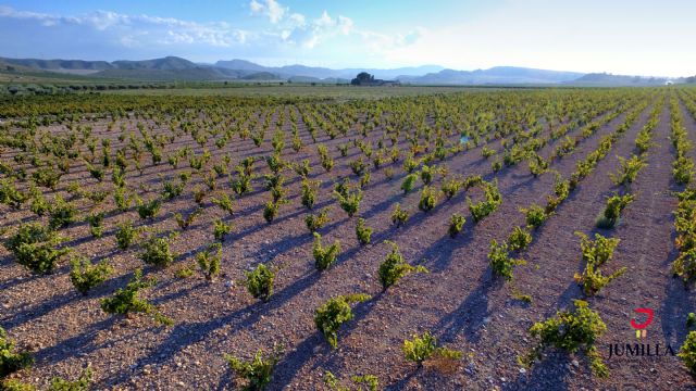 Seis oros y una plata hacen destacar a la DOP Jumilla en los premios Baco 2019 - 2, Foto 2