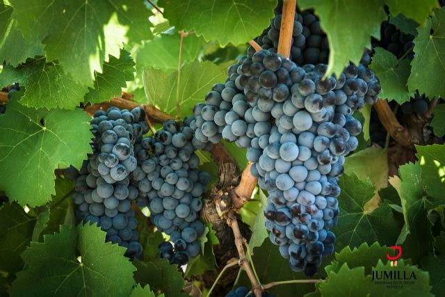 Seis oros y una plata hacen destacar a la DOP Jumilla en los premios Baco 2019 - 4, Foto 4