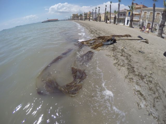 Brigadas de inspección de fondos submarinos limpiarán las playas Carrión y Manzanares - 1, Foto 1