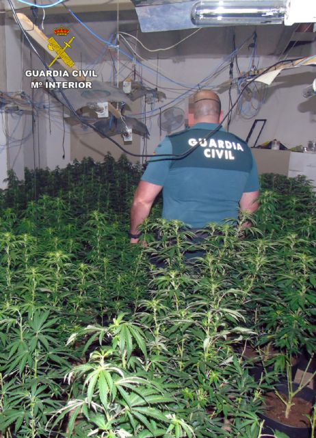La Guardia Civil desmantela en Bullas dos invernaderos intensivos con más de 200 plantas de marihuana - 2, Foto 2