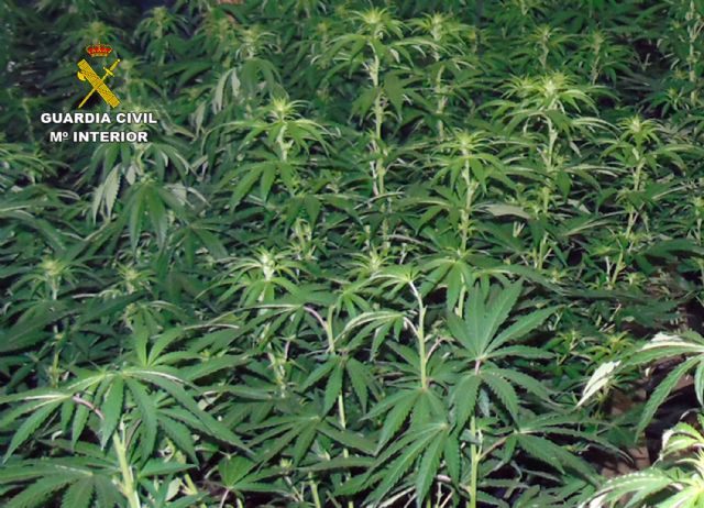 La Guardia Civil desmantela en Bullas dos invernaderos intensivos con más de 200 plantas de marihuana - 3, Foto 3