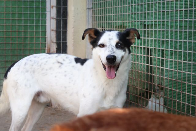 Aprobado en Junta de Gobierno el convenio 2021 por 43.000 euros con la Asociación 4 Patas - 1, Foto 1