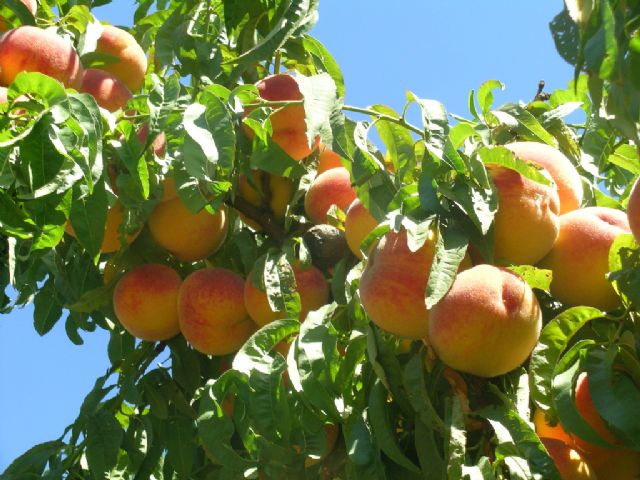 CEBAS-CSIC e IMIDA estudian la idoneidad de las variedades de frutales de hueso a cultivar ante el cambio climático - 1, Foto 1