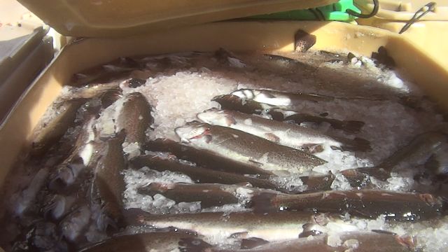 Graban con cámara oculta por primera vez en españa el maltrato a los peces de piscifactoría - 1, Foto 1