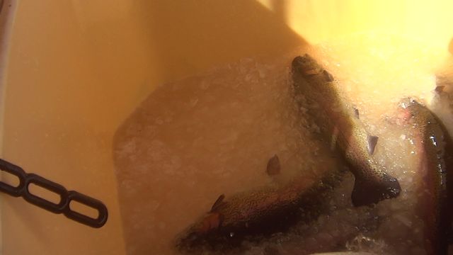 Graban con cámara oculta por primera vez en españa el maltrato a los peces de piscifactoría - 2, Foto 2