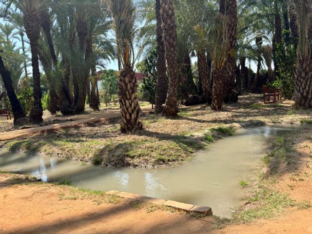 El Ayuntamiento de Murcia incorpora 16 nuevas palmeras al palmeral de Santiago y Zaraiche - 2, Foto 2