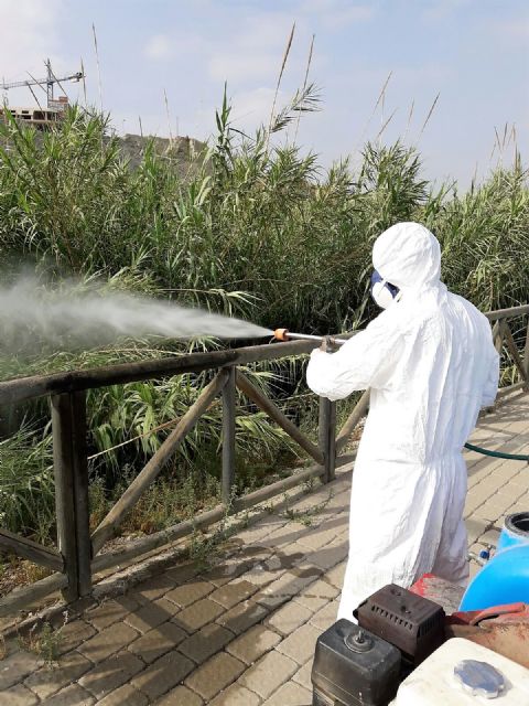 Continúa con éxito la campaña contra los mosquitos en el cauce del Segura a su paso por Archena - 1, Foto 1